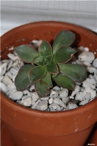 f2377a65-IMG_6426 aeonium.jpg